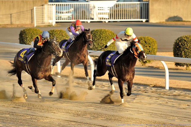 川崎記念2015 予想ホッコータルマエの相手はアノ馬！