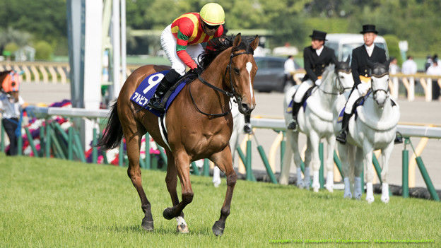 京成杯オータムハンデ2015の出走予定馬と１週前予想です