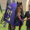 【天皇賞（秋）2015の予想考察】枠順が確定！ラブリーデイは