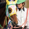 【クイーン賞2015予想】船橋ダート1800mのハンデ戦を制すのは!?