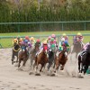 【東海ステークス2016予想参考】能力を見抜けるかが問われる