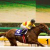 【フェブラリーステークス2016出走予定馬分析】コパノリッキーら
