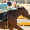【共同通信杯2016予想参考】ハートレーらが出走予定