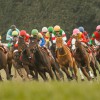 【京都記念2016予想参考】レーヴミストラルらが出走予定