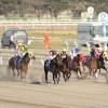 【ダイオライト記念2021予想】船橋2400mのJpnII戦です