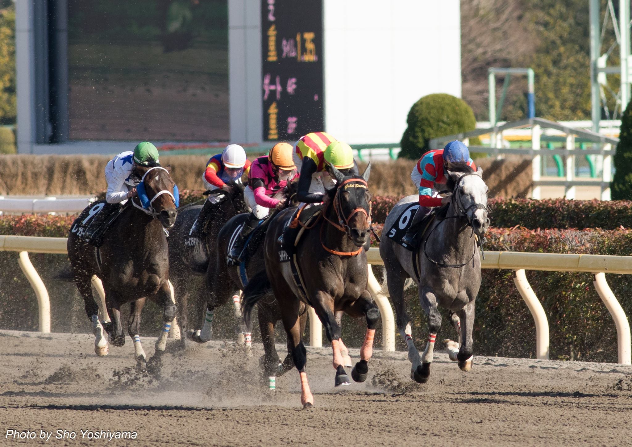 ヒヤシンスステークス17予想考察 エピカリスら出走予定 ヒヤシンスステークス17予想考察 エピカリスら出走予定