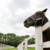 【夏競馬2017が開幕！】函館開催のポイントについて