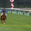 【富士ステークス2017予想】馬場を味方につけてグランシルク