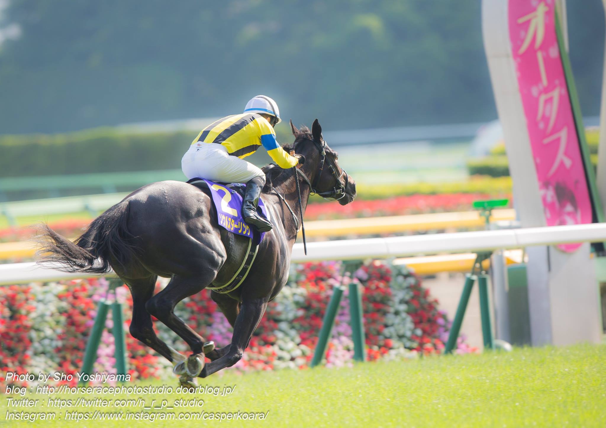 オークス2018予想】アーモンドアイの二冠濃厚