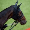 【シリウスステークス2022予想】本格化ムードのハヤブサナンデクン