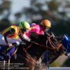 【チャンピオンズカップ2018予想】サンライズソアの逃げ切りに期待