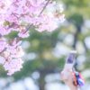 【金鯱賞2019予想考察】エアアウィンザーら出走予定