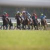 【日経新春杯2020予想】レッドジェニアルが巻き返す