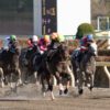 【フェブラリーステークス2020予想】マイルで覚醒ミューチャリー